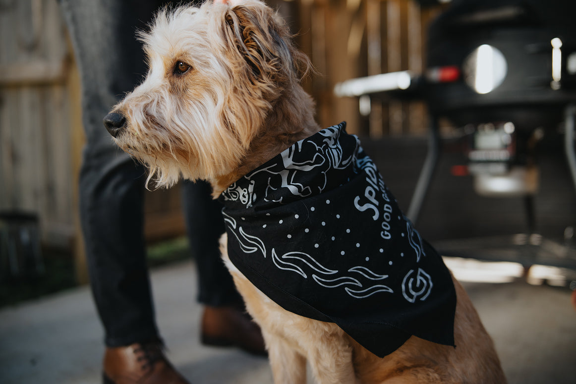 Spider "Cool Cow" Bandana